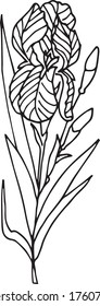 Isolated black IRIS on white. Hand drawn. Vector EPS 10. Applications include textile print industry, tableware and general printing.