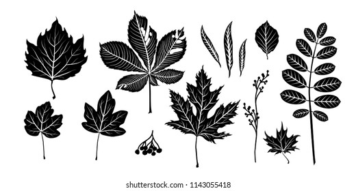 Isolated black leaves.