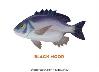 Isolated black moor fish on white background. Fresh food.