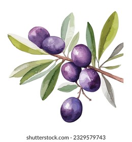 Elemento de ilustración de aceitunas negras aisladas. Hoja verde.Conjunto de ilustraciones de fondo de color de agua. Elemento de rama de olivo. Dibujo de acuarela dibujado a mano, vector de aceitunas púrpuras, acuarela