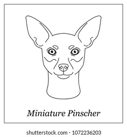 Isolated black outline head of Miniature Pinscher on white background. Line cartoon breed dog portrait.