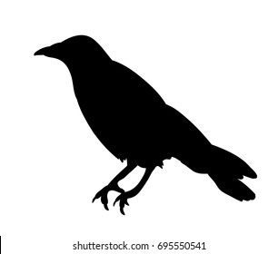 isolated black silhouette bird, crow