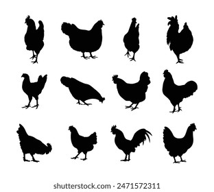 isolated black silhouette of a chicken , vector collection