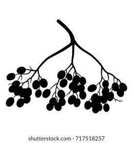Isolated black silhouette of a cluster of elder tree berries.