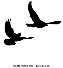 isolated, black silhouette of flying pigeons