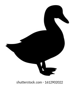 isolated, black silhouette pet duck