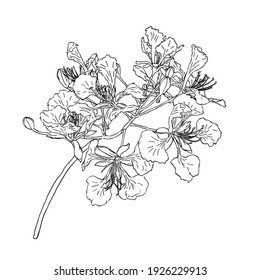 isolated black sketch of Barbados Pride or Dwarf poinciana, Flower french, Paradise Flower, peacock's crest, Pride of Babados on white background