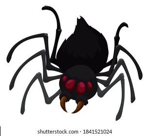 Isolated black spider with hairy abdomen, eight legs, four eyes and sharpened fangs.