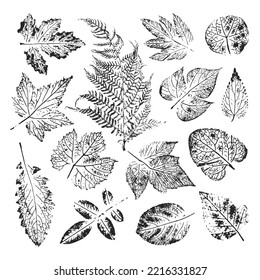 Isolated black stamps of herbs, leaves of tree and bush on white background. Leaf ink print. Set of plant imprint. Print of fern.