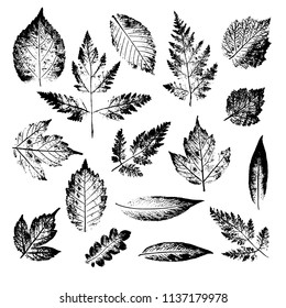 Isolated black stamps of leaves of tree and bush on white background. Leaf ink print. Set of plant imprint.