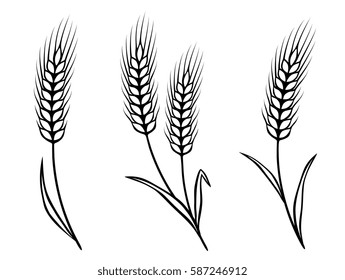 isolated black wheat ears on white background
