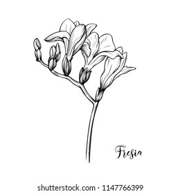 an isolated black and white fresia flower silhouette; hand drawn, outline, monochrome, vector illustration; an elegant decorative element for various design purposes; popular wedding decor