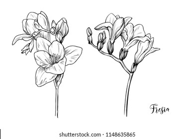 an isolated black and white fresia (iris) flower silhouette; hand drawn, outline, monochrome, vector illustration; an elegant decorative element for various design purposes; popular wedding decor