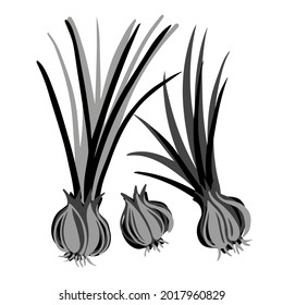 Isolated black and white vector design illustration of set of silhouettes of onions in grey tones. The design is perfect for coloring, stickers, badges, logos, icons, decorations, advertisements