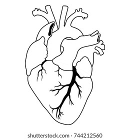 Isolated black and white vector illustration of stylized human heart. 