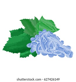 Isolated blackberries on a white background, Vector illustration