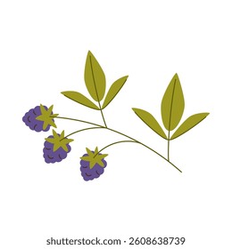 Isolated blackberry branch with berries and leaves