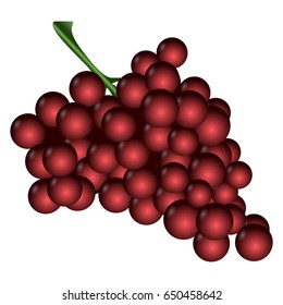 Isolated blackberry on a white background, Vector illustration