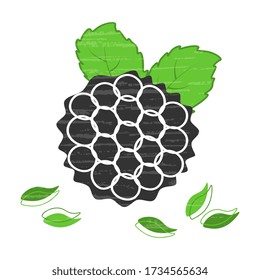 Isolated blackberry vector icon on a white background. Illustration of healthy berries, artistic.