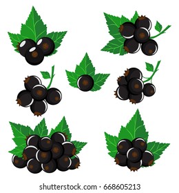 Isolated blackcurrants. Collection vector of black currant berries of different shapes with green leaves isolated on white background.