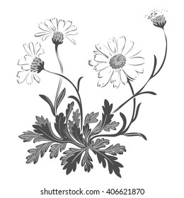 Isolated blooming meadow flower form print natural outline floral white spring ornament monochrome petal organic leaf vector holiday botanic summer graphic blossom drawing black daisies chamomile stem