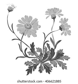 Isolated blooming meadow flower form print natural outline floral white spring ornament monochrome petal organic leaf holiday botanic summer graphic blossom drawing black daisies chamomile stem 