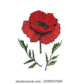 Isolated blooming poppy flower with leaves. Floral hand drawn art ornament. Doodle style. Vector illustration. Simple minimalistic nature element.