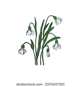 Isolated blooming snowdrops flower with leaves. Floral hand drawn art ornament. Doodle style. Vector illustration. Simple minimalistic nature element.