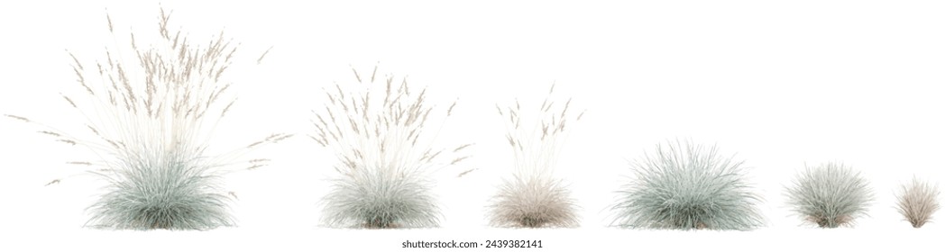 Isolated Blue oat grass on a white background