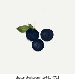 Isolated blueberries vector illustration on white background