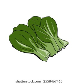 Isolated BOK CHOY vegetables vector hand drawing illustration. Green leaves and whole part of bok choy,pak choi or pok choi Chinese cabbage. Hight fiber food, hot pot ingredients. Asian popular veggie