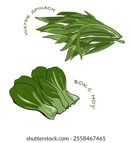 Isolated BOK CHOY and water spinach,vegetables vector hand drawing illustration,Green leaves and whole part of bok choy and water spinach Chinese cabbage.Hight fiber food, hot pot ingredients.