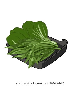 Isolated BOK CHOY and water spinach,vegetables vector hand drawing illustration,Green leaves and whole part of bok choy and water spinach Chinese cabbage.Hight fiber food, hot pot ingredients.