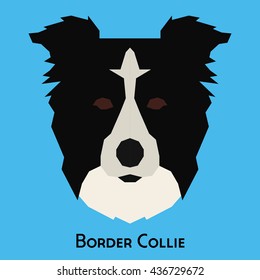 Isolated border collie on a blue background