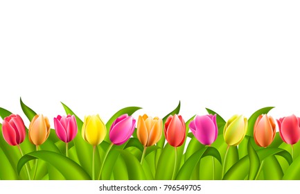 Isolated border on white with copy space of fresh red and orange yellow and purple spring tulips with green leaves