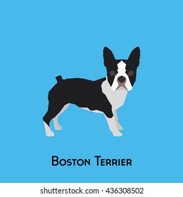 Isolated boston terrier on a blue background