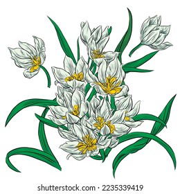 Isolated botanical vector illustration of garden white tulips with green leaves and set of elements of bouquet.