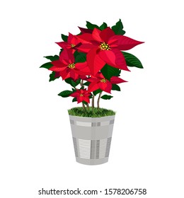 Isolated bouquet of the red poinsettias with green grass and silver pot. Happy New Year card. Vector background. 