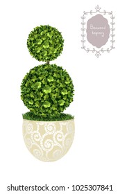 Isolated boxwood topiary in a flower pot, garden plant, vector background. English boxwood, evergreen dwarf shrubs. Shrub for landscape.