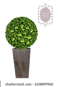 Isolated boxwood topiary, garden plant, vector background. English boxwood, evergreen dwarf shrubs. Shrub for landscape.