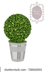 Isolated Boxwood Topiary In A Metal Flower Pot, Garden Plant, Vector Background. English Boxwood, Evergreen Dwarf Shrubs. Shrub For Landscape.