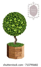 Isolated boxwood topiary in a wooden flower pot, garden plant, vector background. English boxwood, evergreen dwarf shrubs. Shrub for landscape.