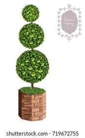 Isolated boxwood topiary in a wooden flower pot, garden plant, vector background. English boxwood, evergreen dwarf shrubs. Shrub for landscape.