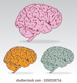 Isolated Brain Illustration