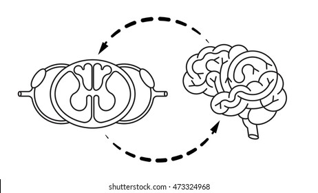 Isolated brain and spinal cord. Vector illustration of central nervous system for medical design or education.