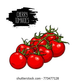 Isolated branch of cherry tomatoes. Natural vegetable vector sketch illustration.