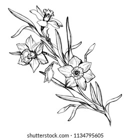 Pen & Ink illustration of a Daffodil flower. Original hand drawn art for  sale. — Hoot Design Studio