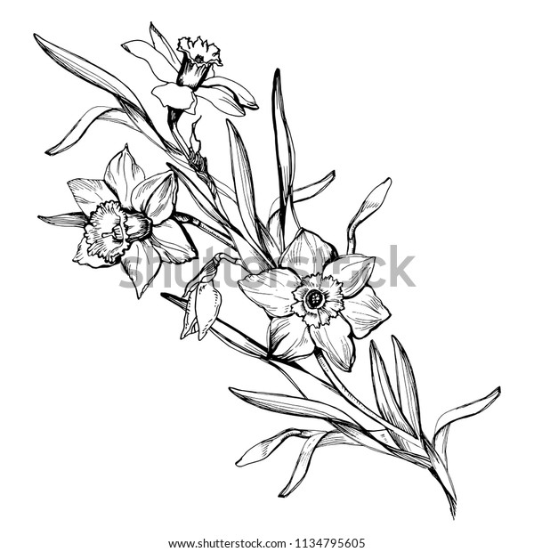手描きの花水仙 水仙の分岐 白い背景に白い花柄のエレメント 結婚式のお祝いのカードモックアップ ベクターイラスト のベクター画像素材 ロイヤリティフリー