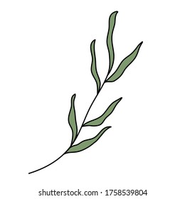Isolated branch and leaf on white background.