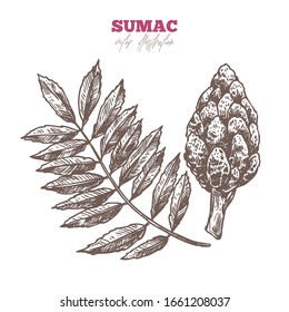 Isolated branch of sumac with bloom flowers and leaves on white. Spices, condiment and herbs vector hand drawn sketch etching botanical illustration